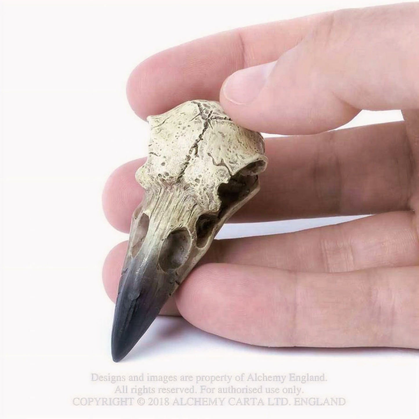 Reliquary Raven Skull