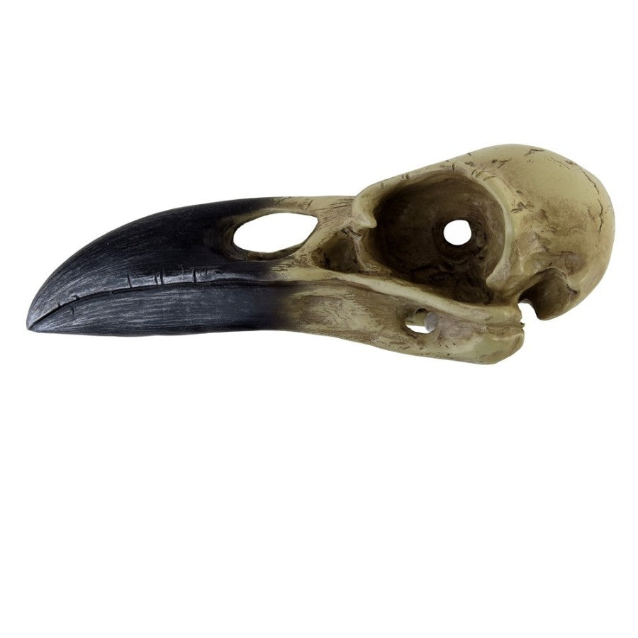 Corvus Alchemica Schedel