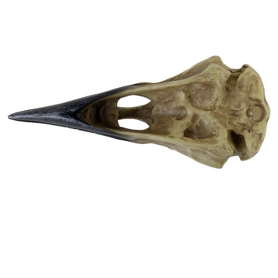 Corvus Alchemica Schedel