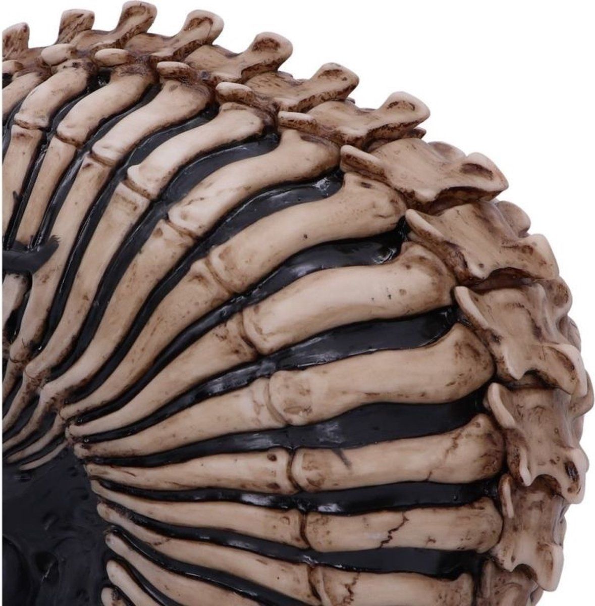 Spine Head Skull 18,5 cm