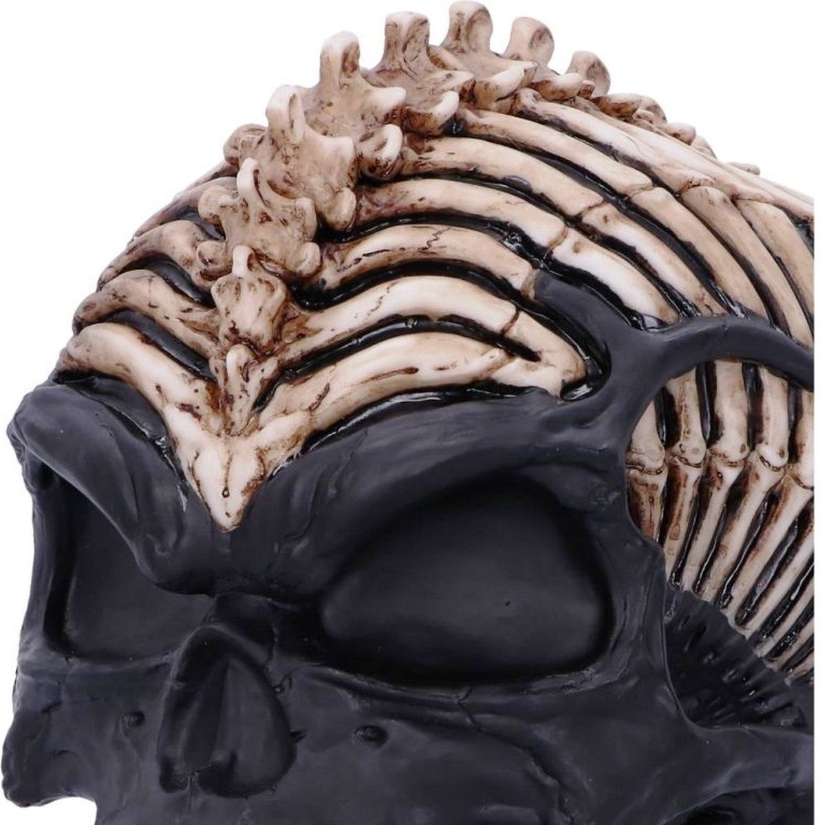 Spine Head Skull 18,5 cm